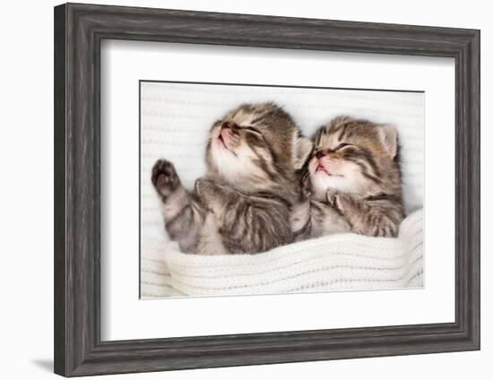 Two Sleeping Baby Kitten-Andrey_Kuzmin-Framed Photographic Print