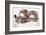 Two Sleeping Baby Kitten-Andrey_Kuzmin-Framed Photographic Print