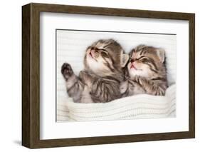 Two Sleeping Baby Kitten-Andrey_Kuzmin-Framed Photographic Print
