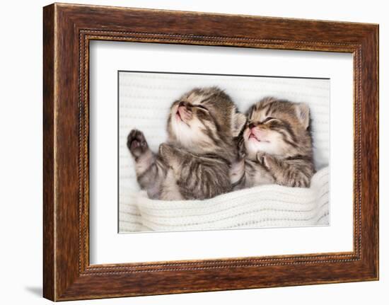 Two Sleeping Baby Kitten-Andrey_Kuzmin-Framed Photographic Print