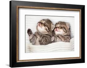 Two Sleeping Baby Kitten-Andrey_Kuzmin-Framed Photographic Print