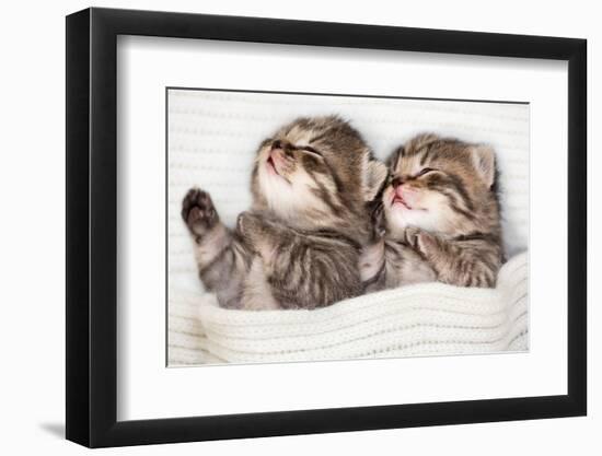 Two Sleeping Baby Kitten-Andrey_Kuzmin-Framed Photographic Print