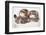 Two Sleeping Baby Kitten-Andrey_Kuzmin-Framed Photographic Print