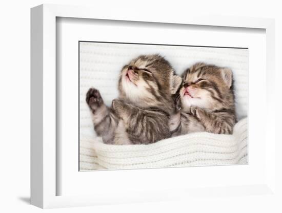 Two Sleeping Baby Kitten-Andrey_Kuzmin-Framed Photographic Print