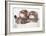 Two Sleeping Baby Kitten-Andrey_Kuzmin-Framed Photographic Print