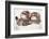 Two Sleeping Baby Kitten-Andrey_Kuzmin-Framed Photographic Print