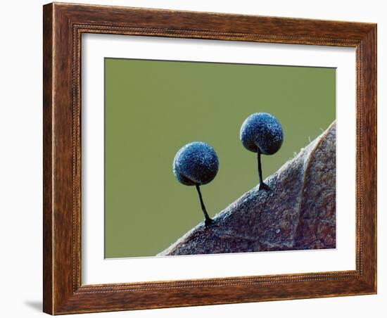 Two Slime mould sporangia forming on decaying leaf, UK-Andy Sands-Framed Photographic Print