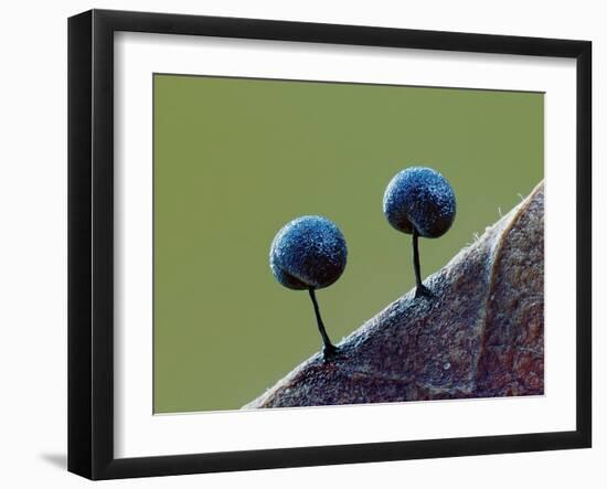 Two Slime mould sporangia forming on decaying leaf, UK-Andy Sands-Framed Photographic Print