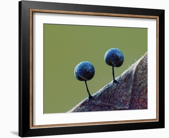 Two Slime mould sporangia forming on decaying leaf, UK-Andy Sands-Framed Photographic Print