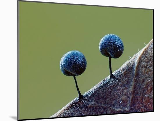 Two Slime mould sporangia forming on decaying leaf, UK-Andy Sands-Mounted Photographic Print