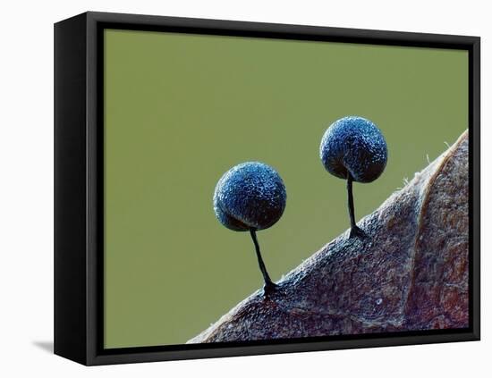 Two Slime mould sporangia forming on decaying leaf, UK-Andy Sands-Framed Premier Image Canvas