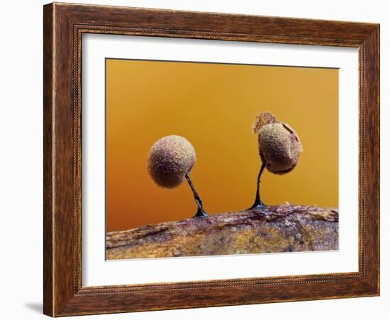 Two Slime mould sporangia forming on decaying leaf, UK-Andy Sands-Framed Photographic Print