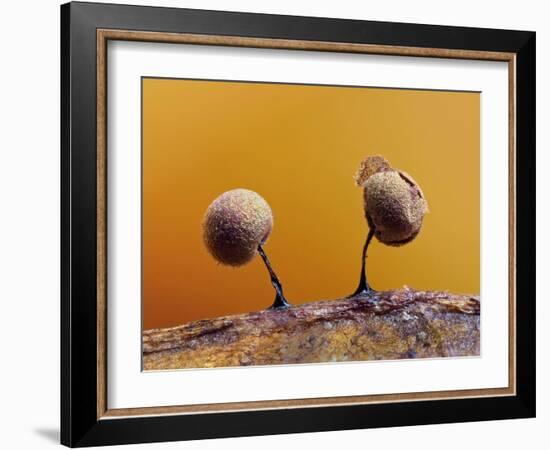 Two Slime mould sporangia forming on decaying leaf, UK-Andy Sands-Framed Photographic Print