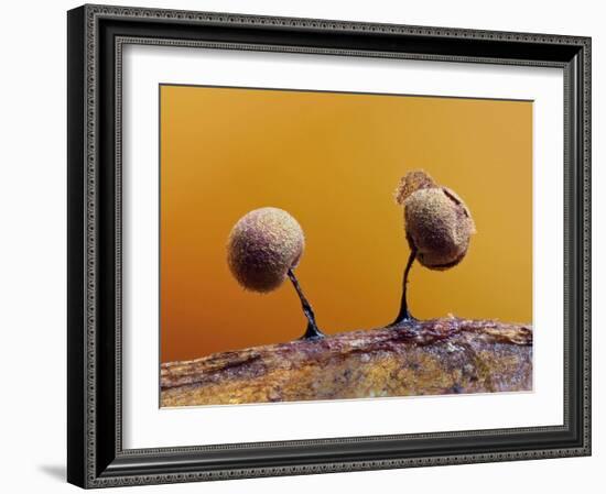 Two Slime mould sporangia forming on decaying leaf, UK-Andy Sands-Framed Photographic Print