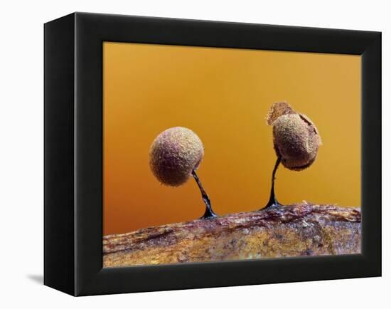 Two Slime mould sporangia forming on decaying leaf, UK-Andy Sands-Framed Premier Image Canvas