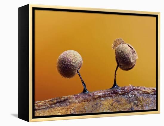 Two Slime mould sporangia forming on decaying leaf, UK-Andy Sands-Framed Premier Image Canvas