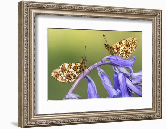 Two small pearl-bordered fritillary butterflies, North Devon, UK-Ross Hoddinott-Framed Photographic Print