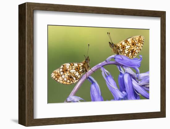 Two small pearl-bordered fritillary butterflies, North Devon, UK-Ross Hoddinott-Framed Photographic Print