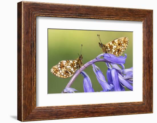 Two small pearl-bordered fritillary butterflies, North Devon, UK-Ross Hoddinott-Framed Photographic Print