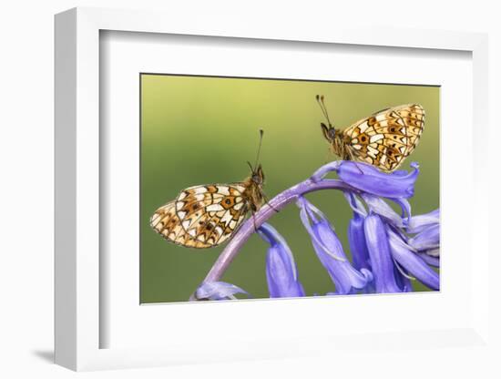 Two small pearl-bordered fritillary butterflies, North Devon, UK-Ross Hoddinott-Framed Photographic Print
