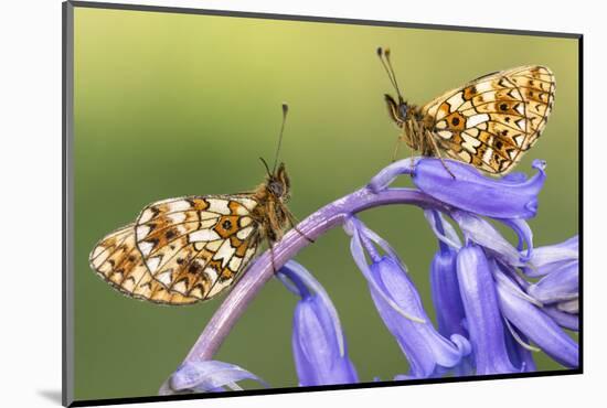 Two small pearl-bordered fritillary butterflies, North Devon, UK-Ross Hoddinott-Mounted Photographic Print