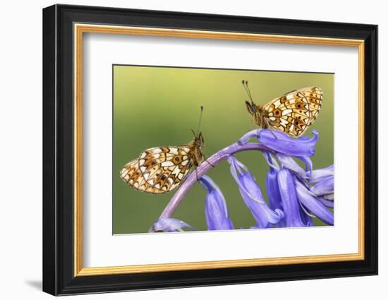 Two small pearl-bordered fritillary butterflies, North Devon, UK-Ross Hoddinott-Framed Photographic Print