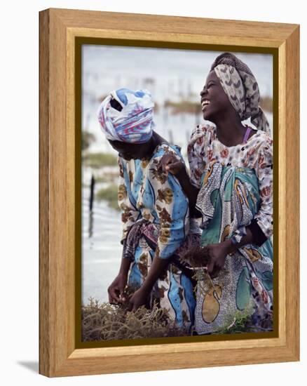Two Smiling Zanzibari Women Working in Seaweed Cultivation, Zanzibar, Tanzania, East Africa, Africa-Yadid Levy-Framed Premier Image Canvas