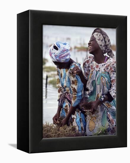 Two Smiling Zanzibari Women Working in Seaweed Cultivation, Zanzibar, Tanzania, East Africa, Africa-Yadid Levy-Framed Premier Image Canvas