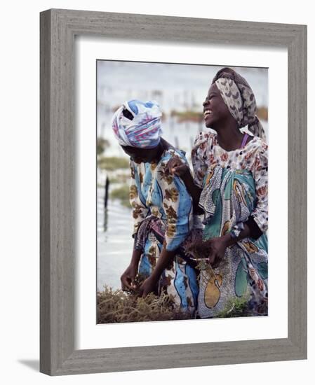 Two Smiling Zanzibari Women Working in Seaweed Cultivation, Zanzibar, Tanzania, East Africa, Africa-Yadid Levy-Framed Photographic Print