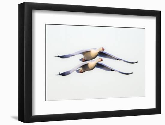 Two snow geese (Anser caerulescens) flying against clear sky, Soccoro, New Mexico, USA-Panoramic Images-Framed Photographic Print