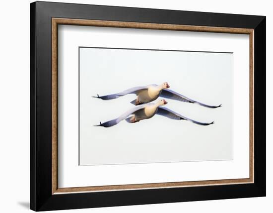 Two snow geese (Anser caerulescens) flying against clear sky, Soccoro, New Mexico, USA-Panoramic Images-Framed Photographic Print