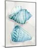 Two Soft Blue Shells-Eli Jones-Mounted Art Print