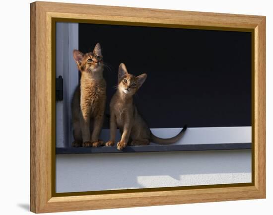 Two Somali Cats Sitting on Window Ledge, Italy-Adriano Bacchella-Framed Premier Image Canvas