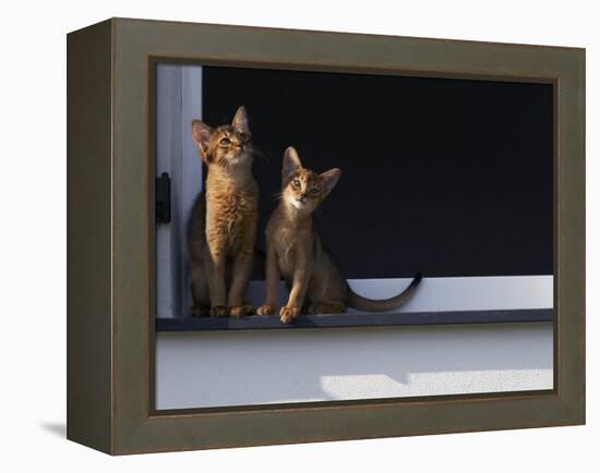 Two Somali Cats Sitting on Window Ledge, Italy-Adriano Bacchella-Framed Premier Image Canvas