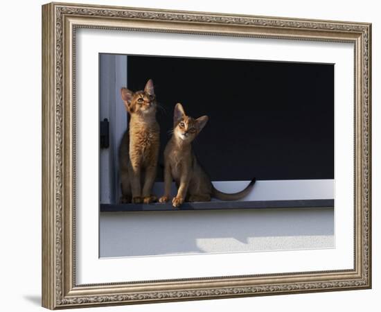 Two Somali Cats Sitting on Window Ledge, Italy-Adriano Bacchella-Framed Photographic Print