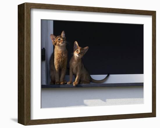 Two Somali Cats Sitting on Window Ledge, Italy-Adriano Bacchella-Framed Photographic Print