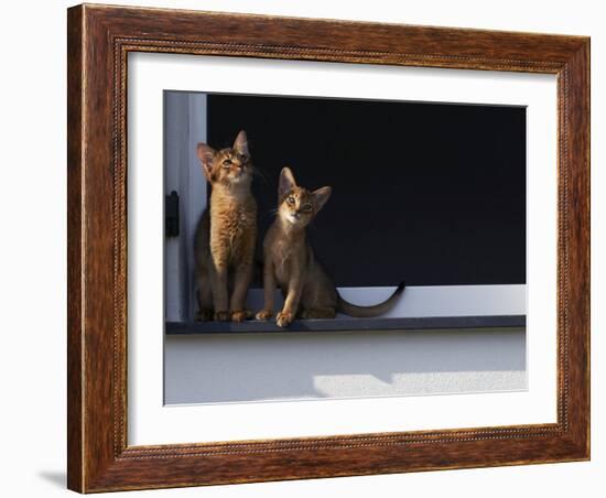 Two Somali Cats Sitting on Window Ledge, Italy-Adriano Bacchella-Framed Photographic Print