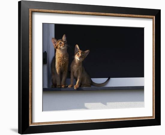 Two Somali Cats Sitting on Window Ledge, Italy-Adriano Bacchella-Framed Photographic Print