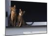 Two Somali Cats Sitting on Window Ledge, Italy-Adriano Bacchella-Mounted Photographic Print