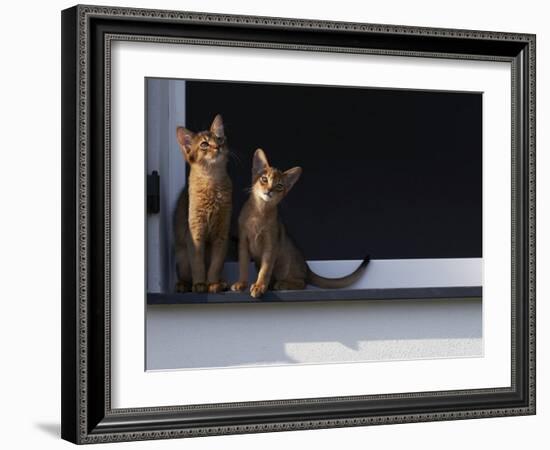 Two Somali Cats Sitting on Window Ledge, Italy-Adriano Bacchella-Framed Photographic Print