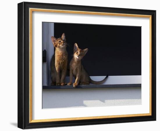 Two Somali Cats Sitting on Window Ledge, Italy-Adriano Bacchella-Framed Photographic Print