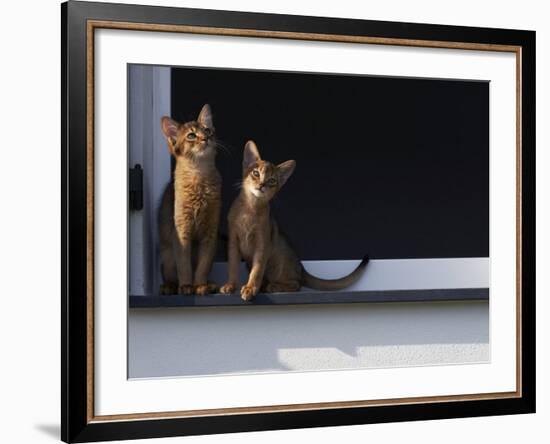 Two Somali Cats Sitting on Window Ledge, Italy-Adriano Bacchella-Framed Photographic Print