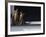 Two Somali Cats Sitting on Window Ledge, Italy-Adriano Bacchella-Framed Photographic Print