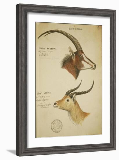 Two South African Antelope, C.1860-John Hanning Speke-Framed Giclee Print