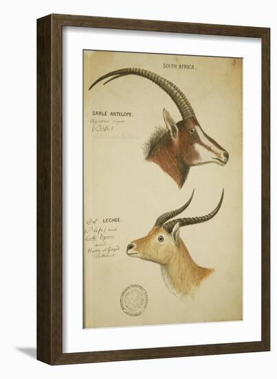 Two South African Antelope, C.1860-John Hanning Speke-Framed Giclee Print