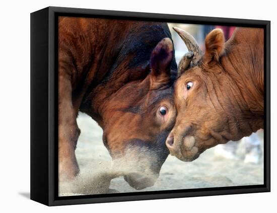 Two South Korean Bulls Lock Horns in the 2005 Bullfighting Festival in Seoul, South Korea-null-Framed Premier Image Canvas