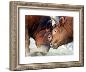 Two South Korean Bulls Lock Horns in the 2005 Bullfighting Festival in Seoul, South Korea-null-Framed Photographic Print