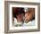 Two South Korean Bulls Lock Horns in the 2005 Bullfighting Festival in Seoul, South Korea-null-Framed Photographic Print