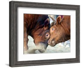 Two South Korean Bulls Lock Horns in the 2005 Bullfighting Festival in Seoul, South Korea-null-Framed Photographic Print