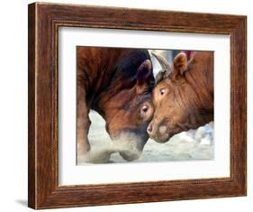 Two South Korean Bulls Lock Horns in the 2005 Bullfighting Festival in Seoul, South Korea-null-Framed Photographic Print